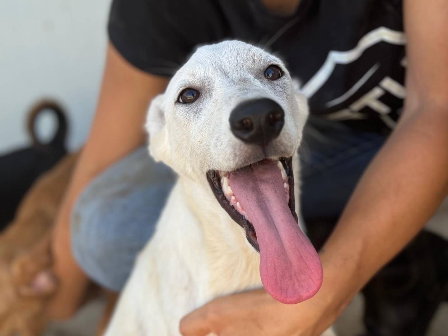 Vuoi adottare un cane a Frosinone?