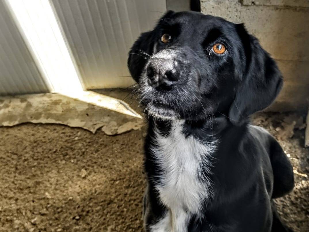 Adotta un cane, maschio, 3 anni  e 8 mesi , Cuneo