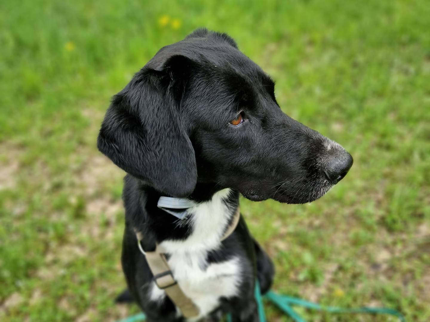Adotta un cane, taglia media, maschio, Cuneo