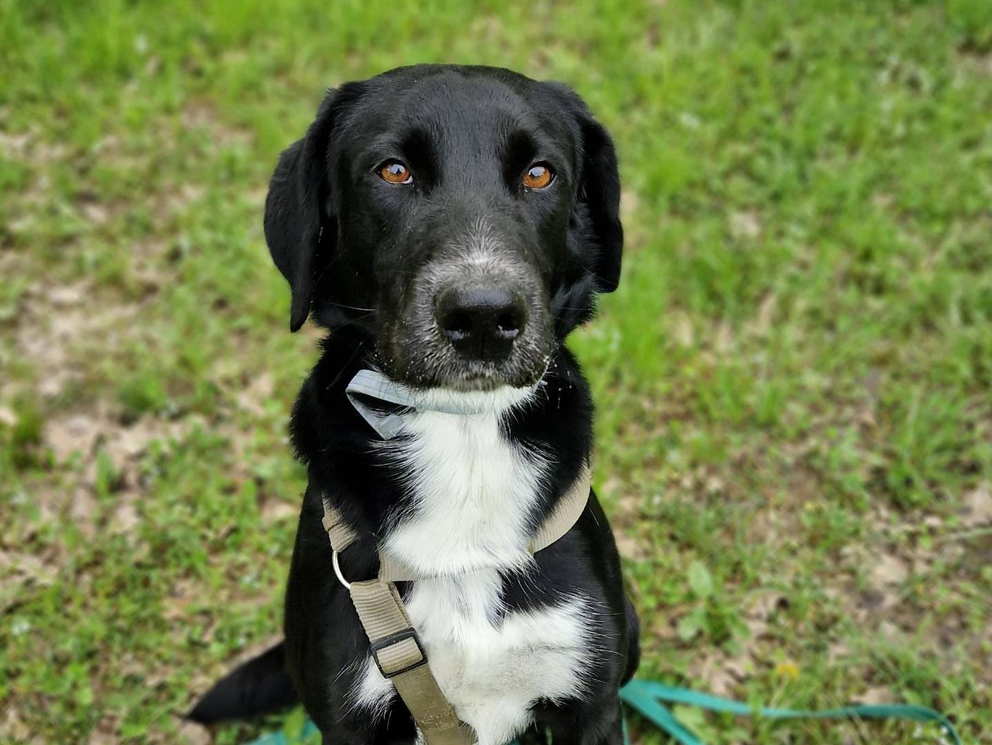 Vuoi adottare un cane a Cuneo?