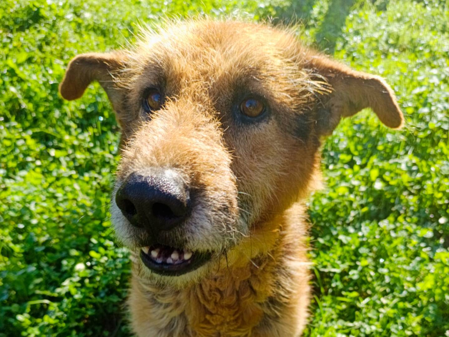 Foto dell'animale