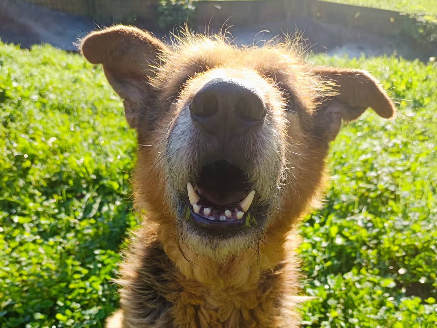 Adotta un cane, maschio, 9 anni  e 10 mesi , Cuneo