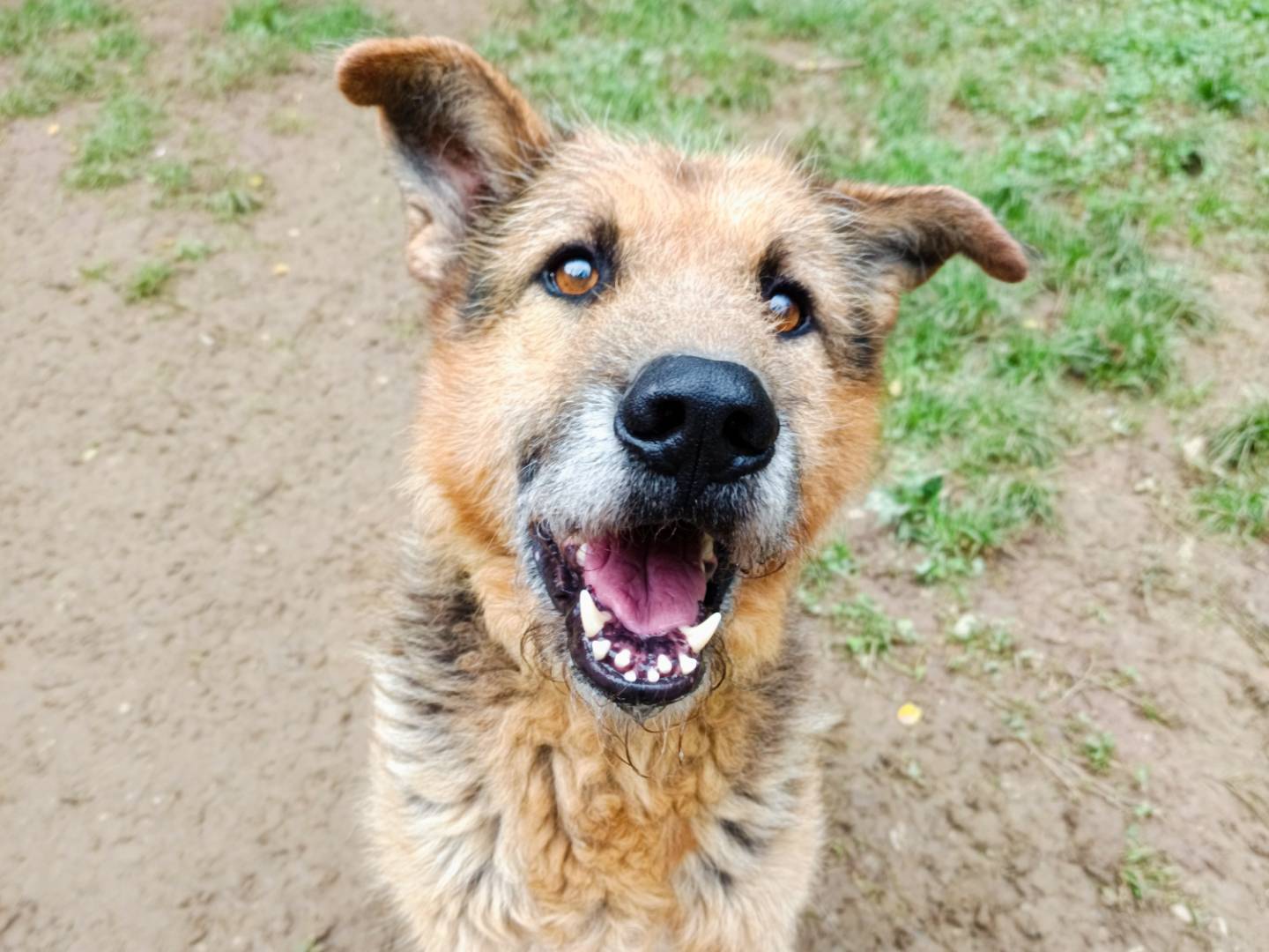 Vuoi adottare un cane a Cuneo?