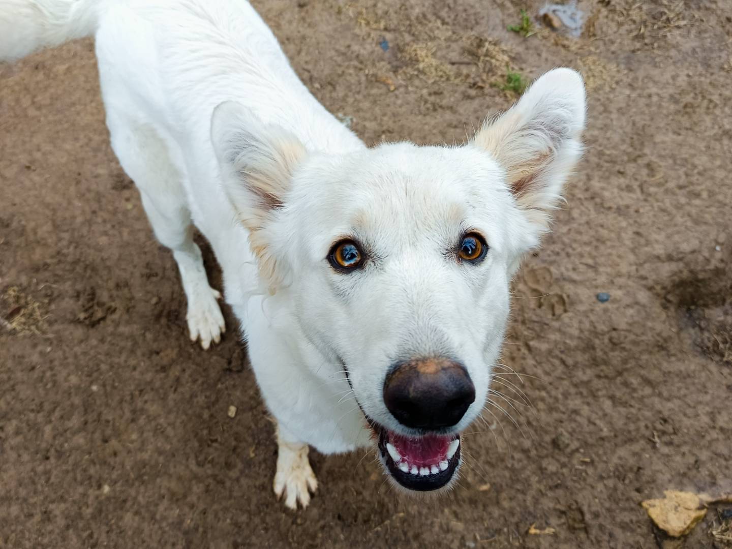 Adotta un cane, femmina, 1 anno e 5 mesi , Cuneo