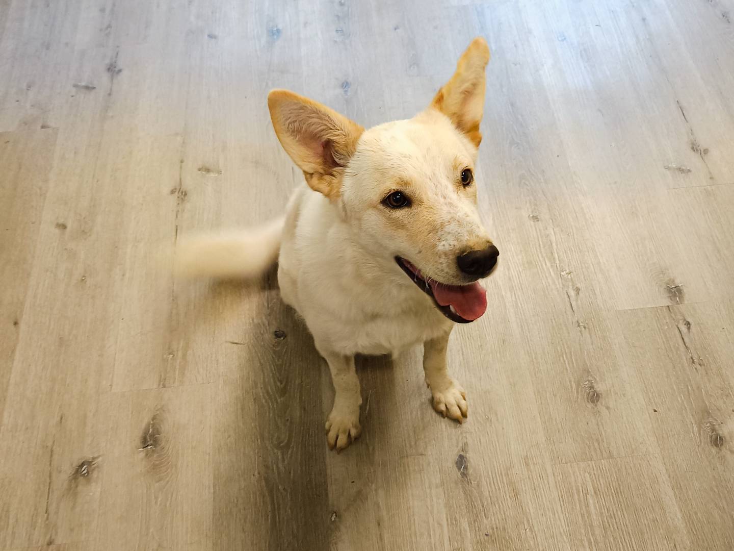 Vuoi adottare un cane a Cuneo?