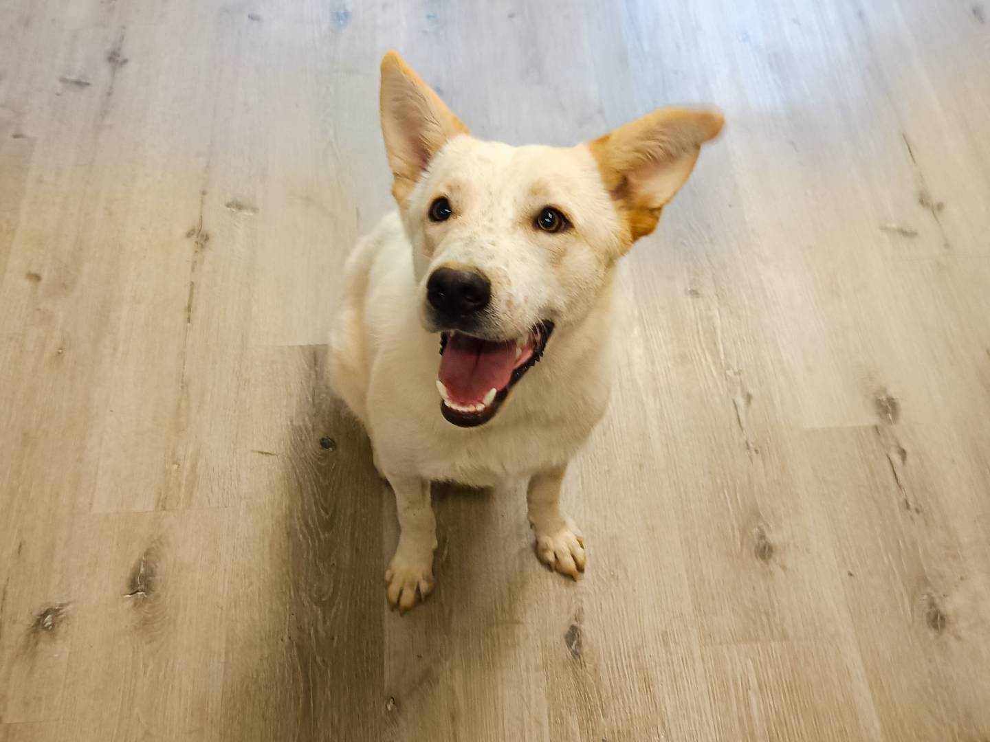 Adotta il cane Ambra a Cuneo