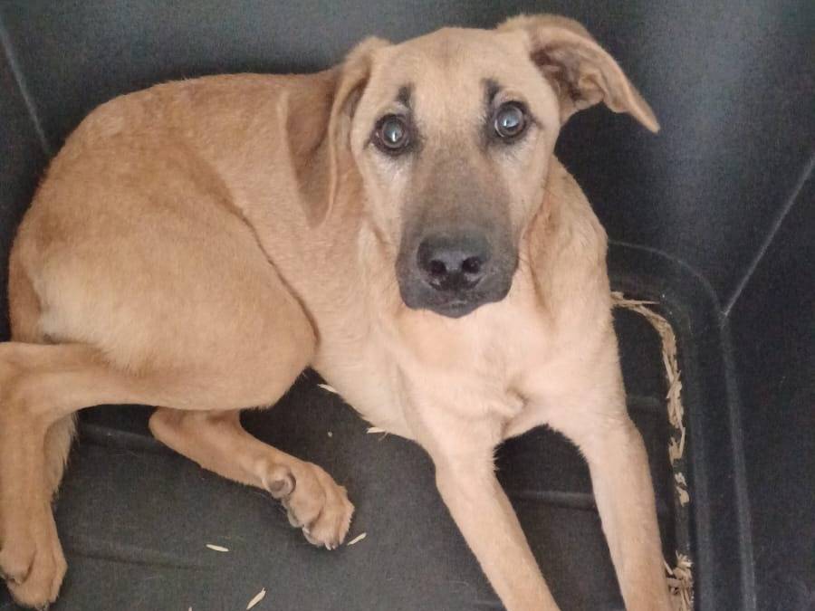 Vuoi adottare un cane a Frosinone?