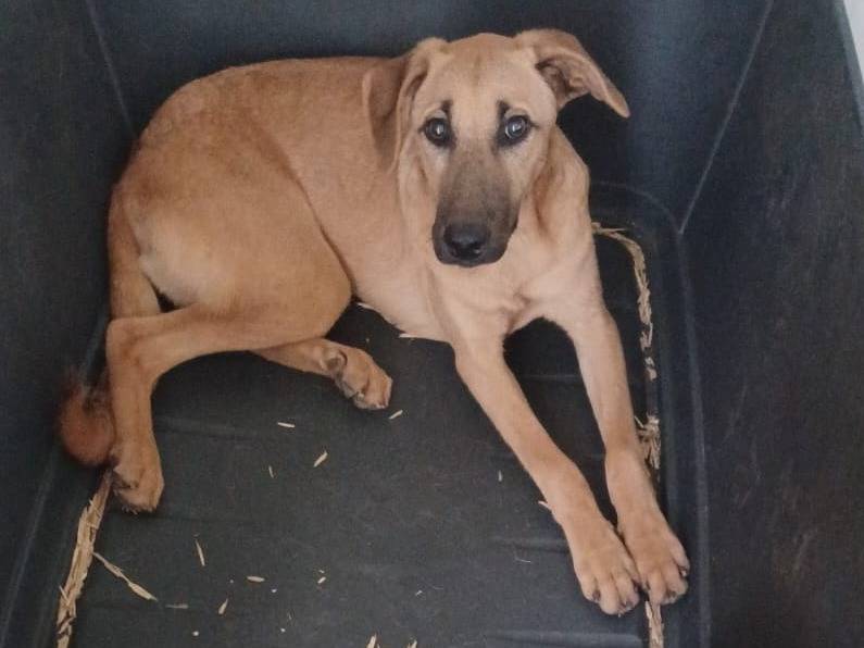 Adotta il cane ALBICOCCA a Frosinone