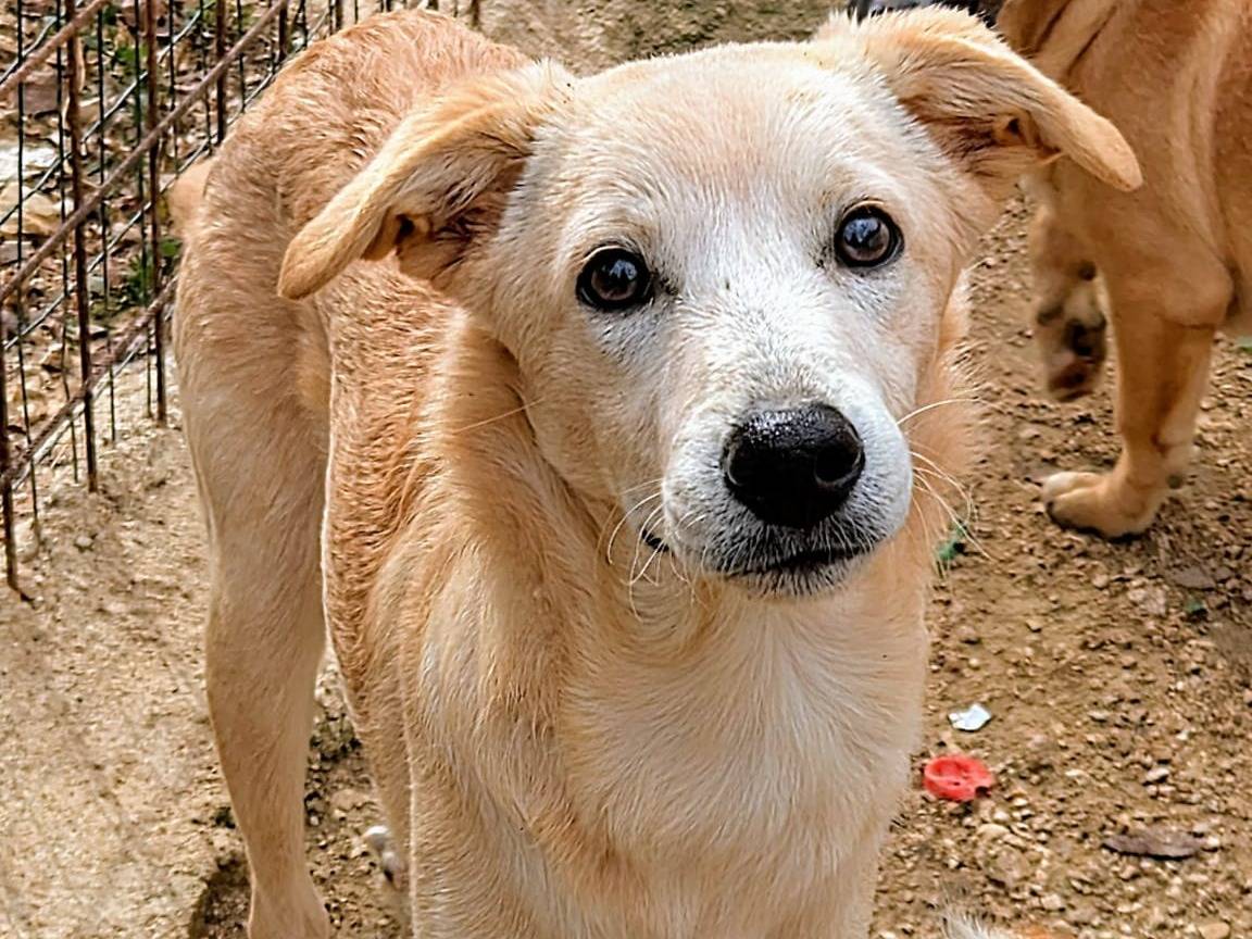 Adozione cane, maschio, Razza sconosciuta Razza sconosciuta, 1 anno e 10 mesi, taglia media contenuta, Frosinone