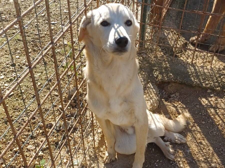 Adotta un cane, maschio, 1 anno e 10 mesi, Frosinone