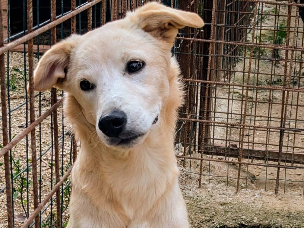 Adotta un cane, taglia media contenuta, maschio, Frosinone