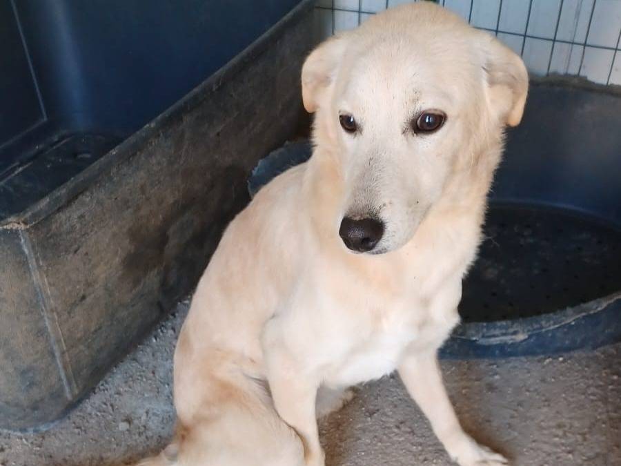 Vuoi adottare un cane a Frosinone?