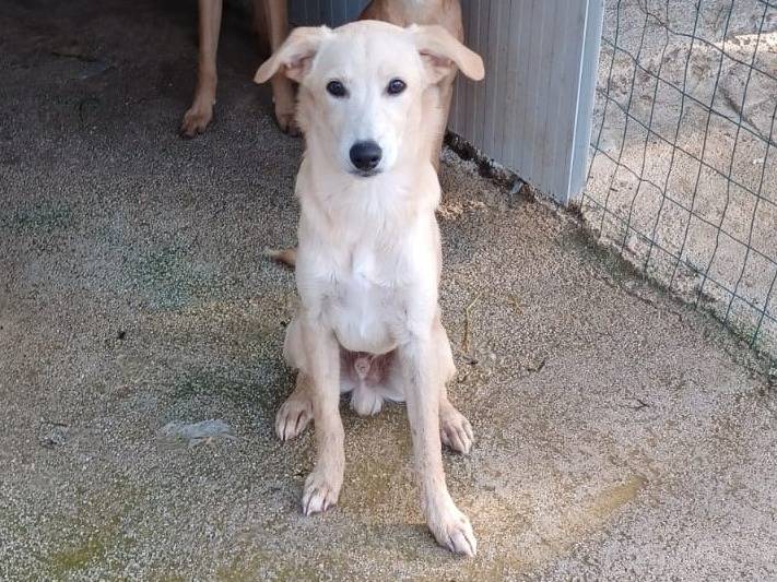 Adotta il cane KIWI a Frosinone