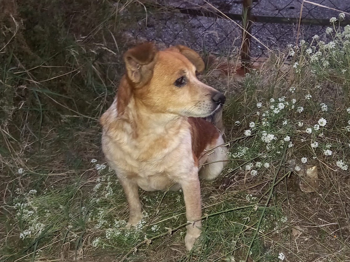 Foto dell'animale