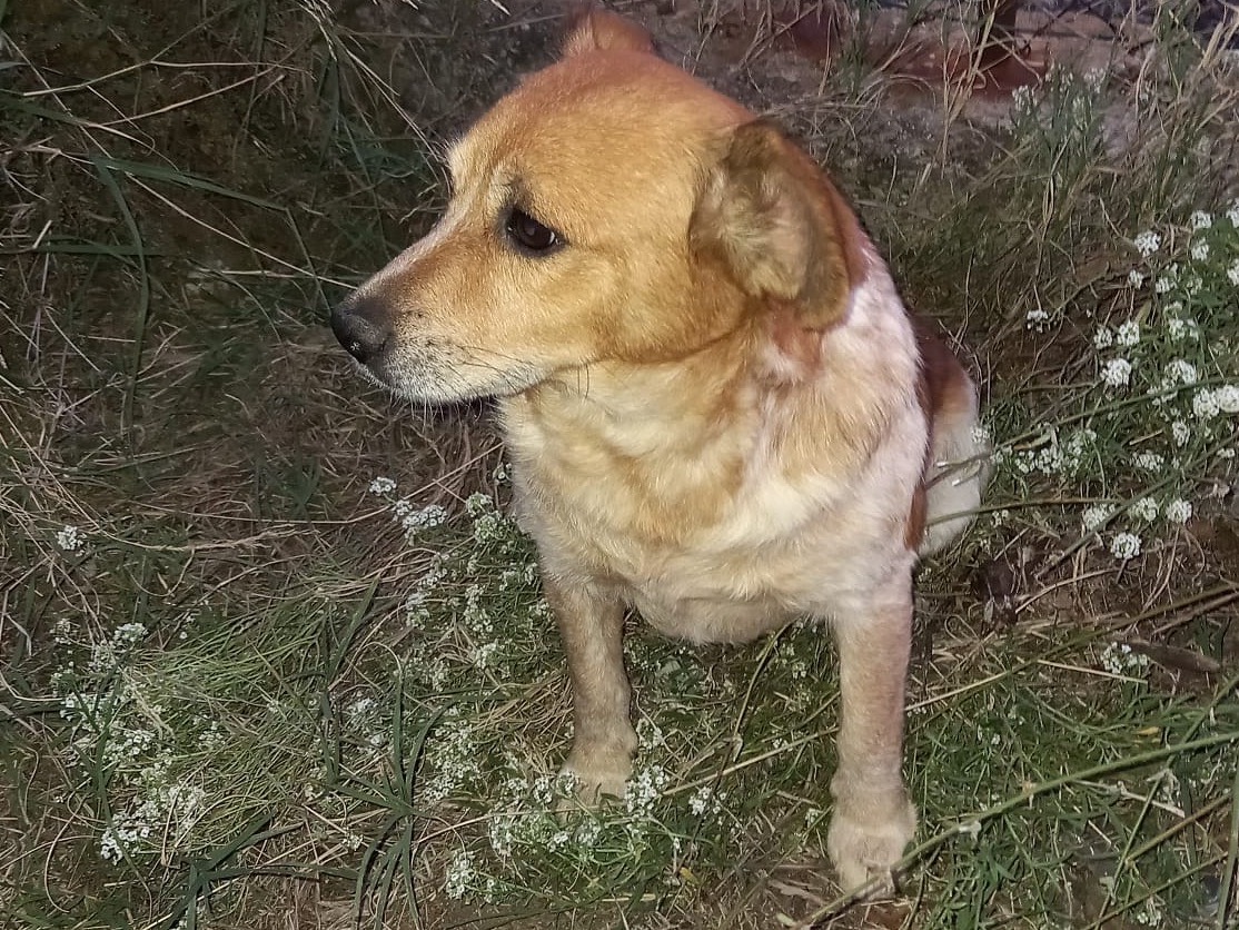 Adotta un cane, maschio, 2 anni  e 5 mesi , Catanzaro