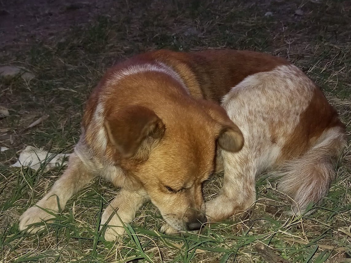 Adotta un cane, taglia piccola, maschio, Catanzaro