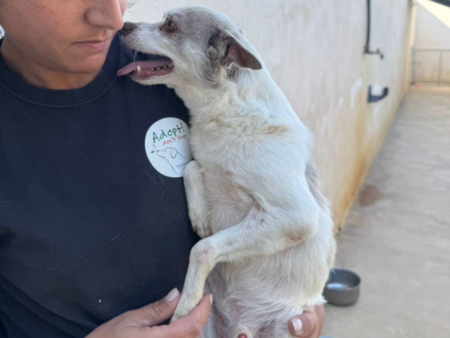 Adotta un cane, maschio, 9 anni  e 10 mesi , Caserta