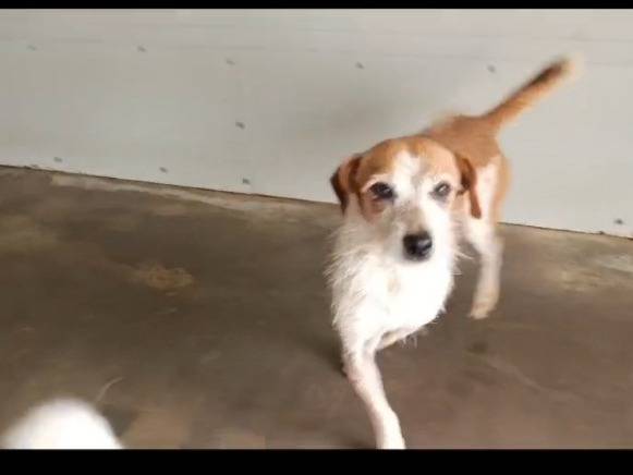Adozione cane, maschio, Razza sconosciuta Razza sconosciuta, 10 anni  e 2 mesi , taglia piccola, Caserta