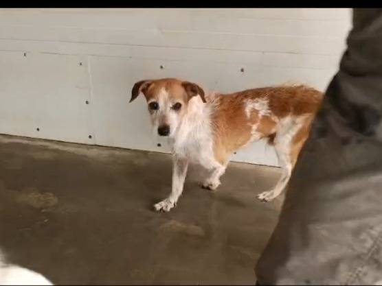 Adotta un cane, maschio, 10 anni  e 2 mesi , Caserta