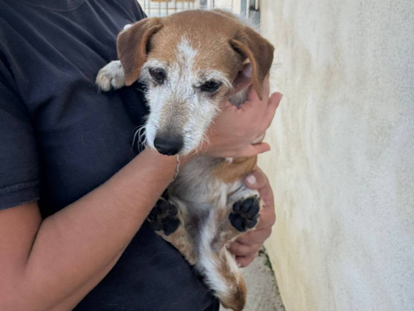 Vuoi adottare un cane a Caserta?