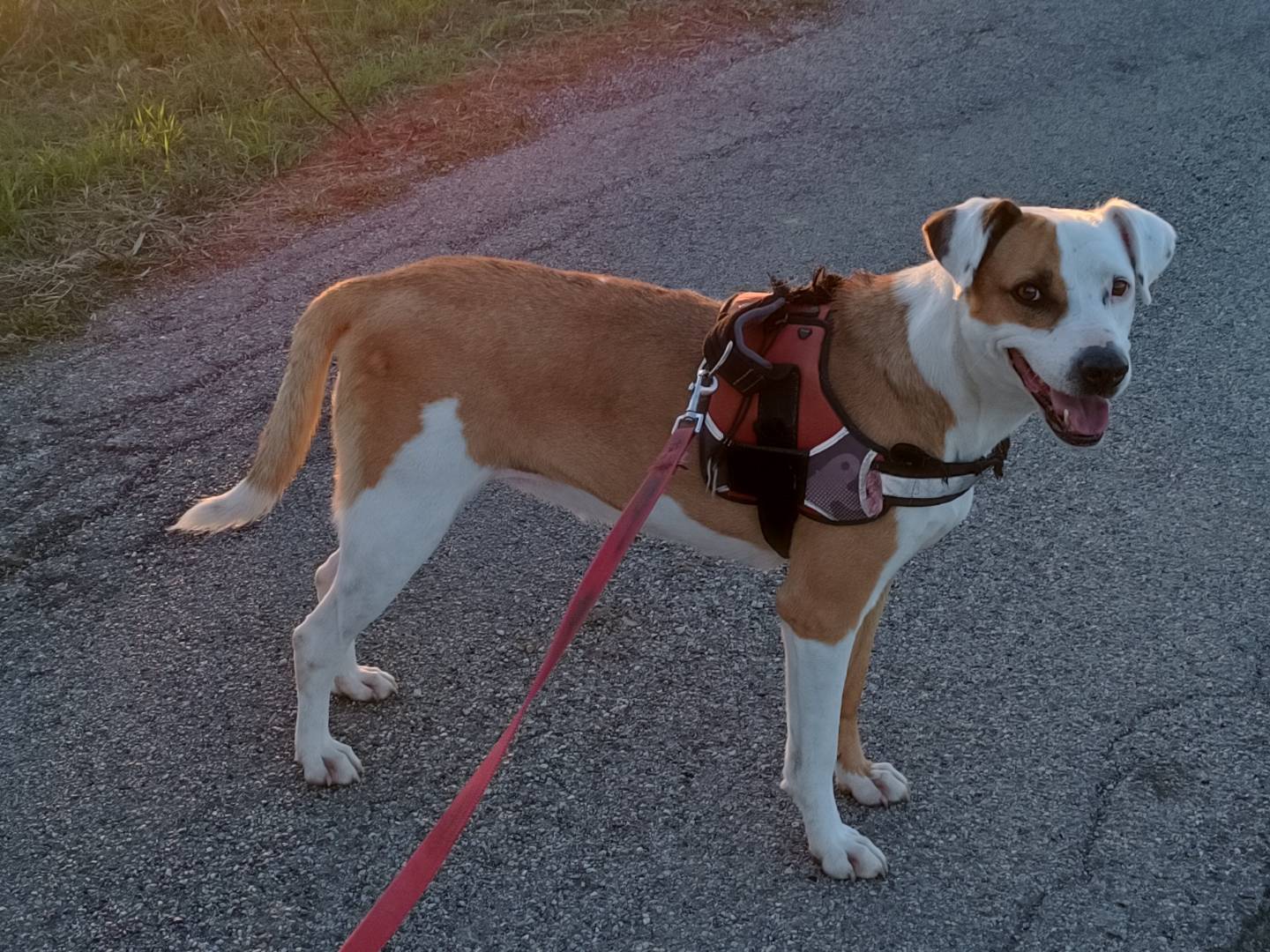 Adotta un cane, femmina, 8 anni  e 9 mesi , Benevento