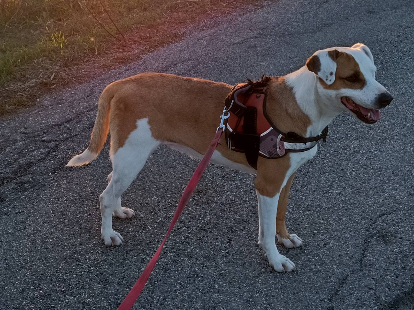 Vuoi adottare un cane a Benevento?
