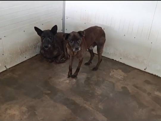 Adotta un cane, femmina, 15 anni  e 5 mesi , Caserta