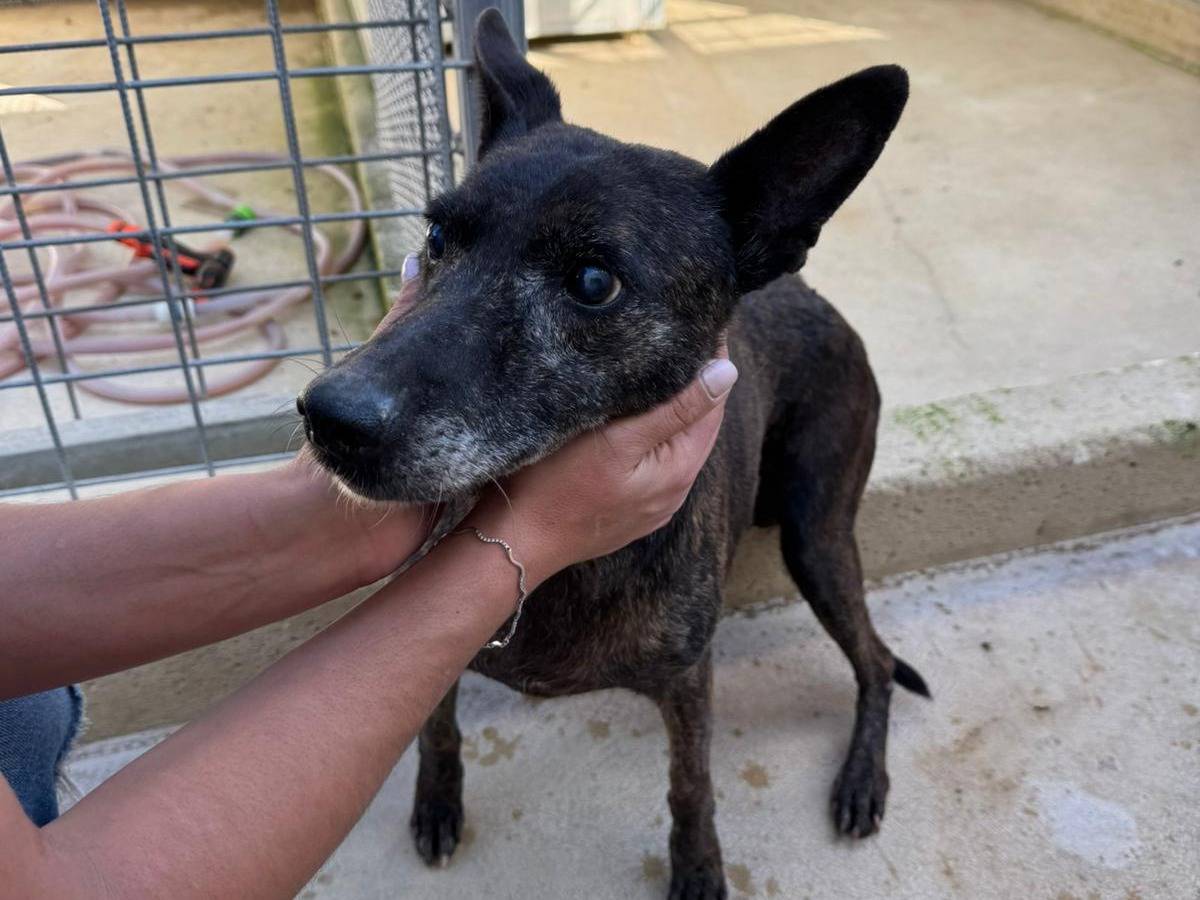 Adotta un cane, taglia piccola, femmina, Caserta
