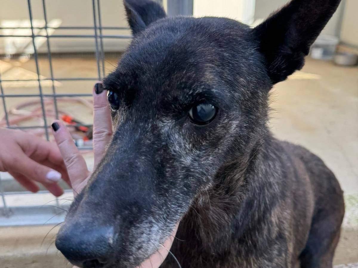 Vuoi adottare un cane a Caserta?