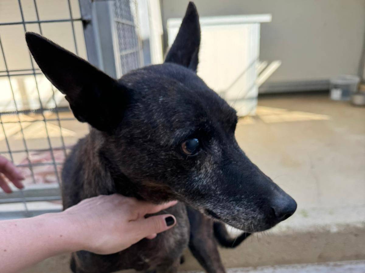 Adotta il cane Aurelia  a Caserta
