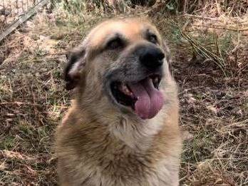 Adotta un cane, taglia grande, maschio, Crotone