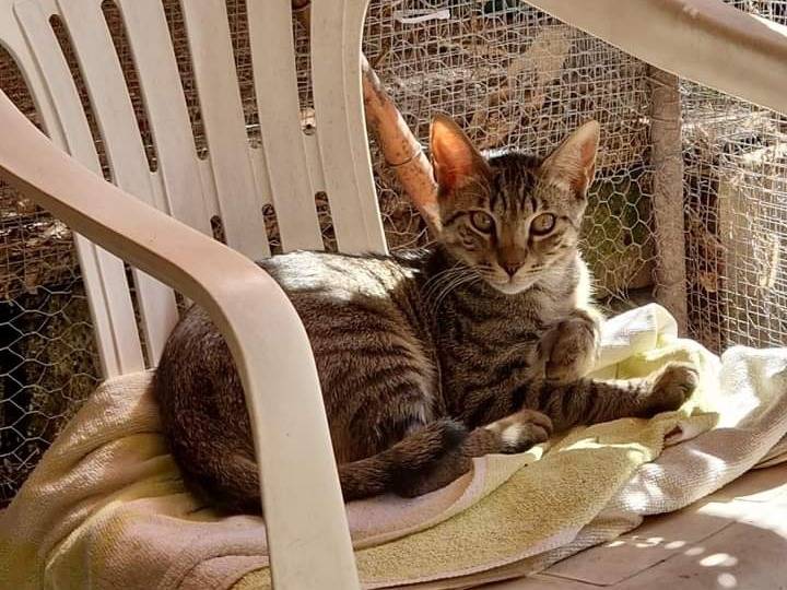 Adotta un gatto, maschio, 11 mesi, Roma