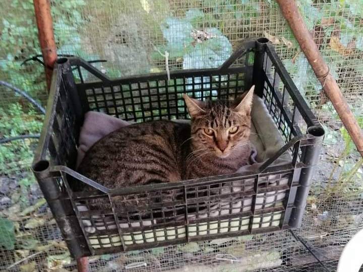 Adotta un gatto, taglia non valida, maschio, Roma