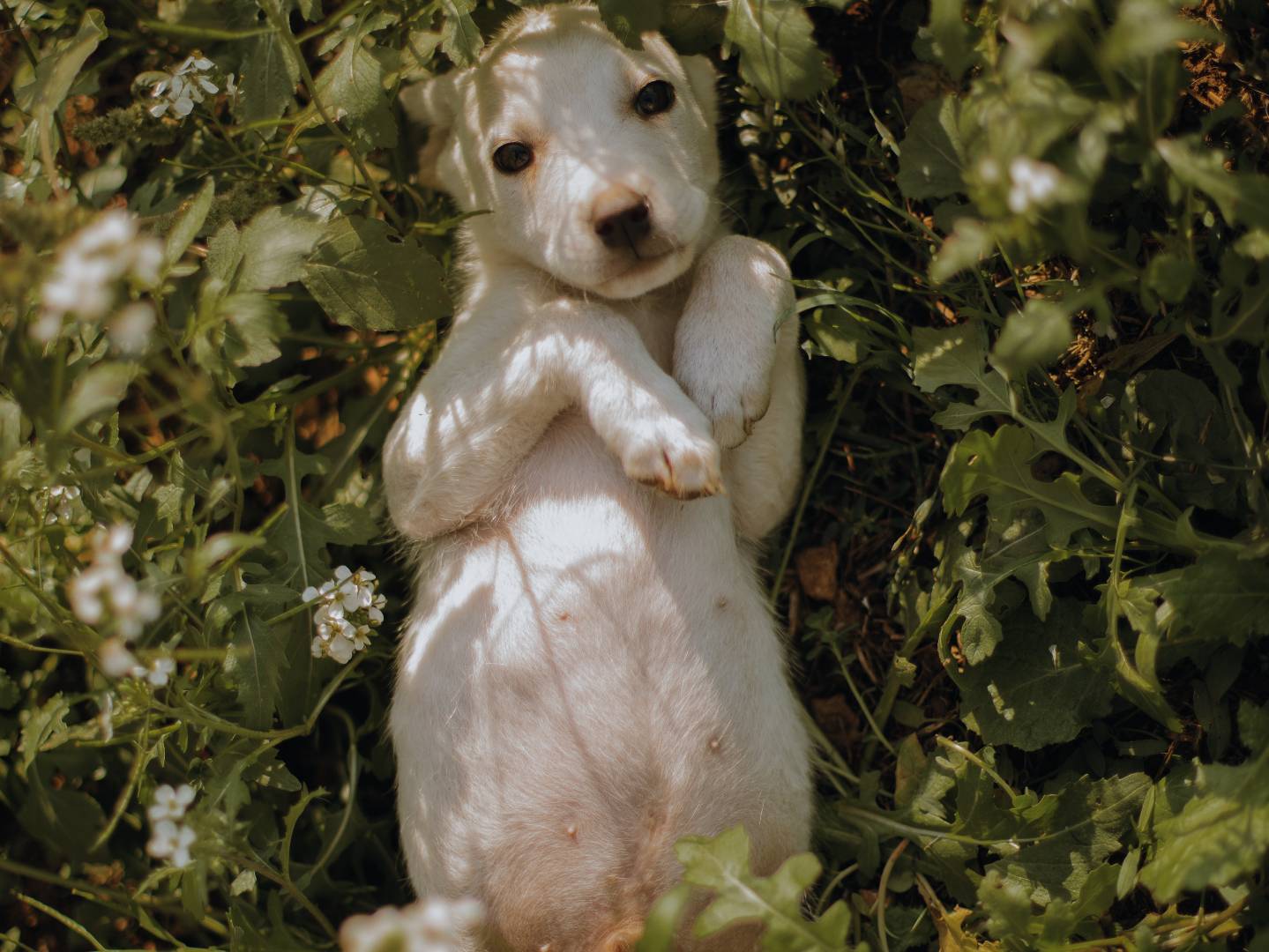 Foto dell'animale