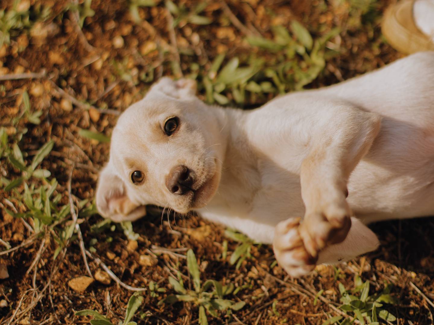 Adotta un cane, femmina, 10 mesi, Bari