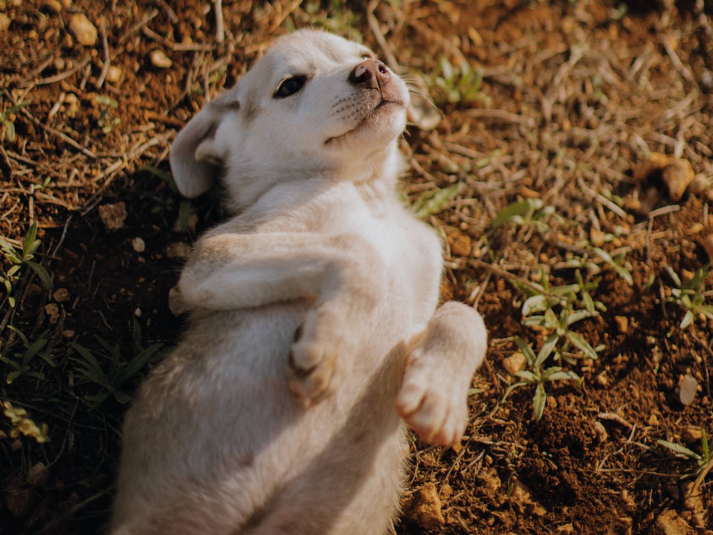 Adotta un cane, taglia media, femmina, Bari