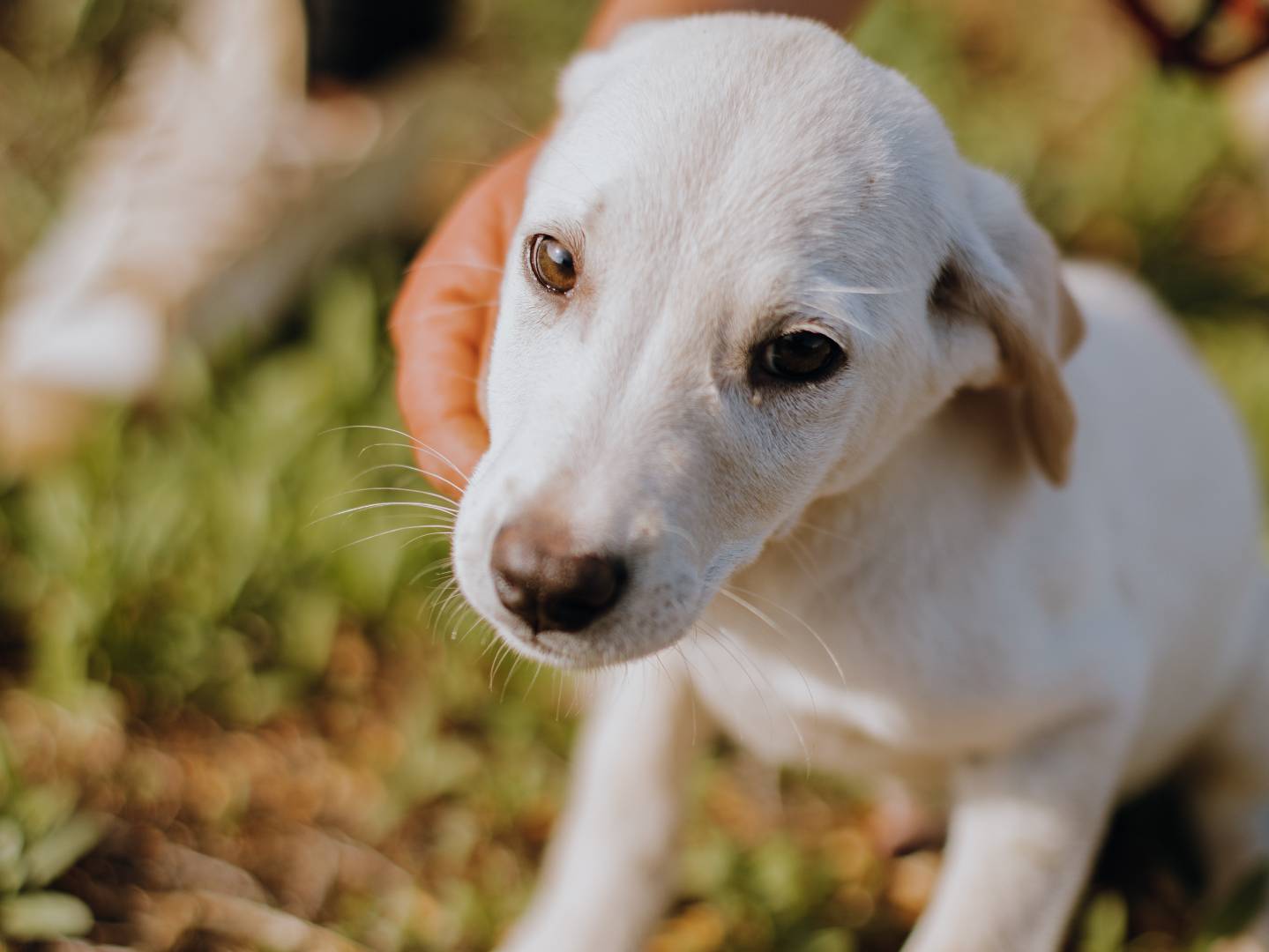 Vuoi adottare un cane a Bari?