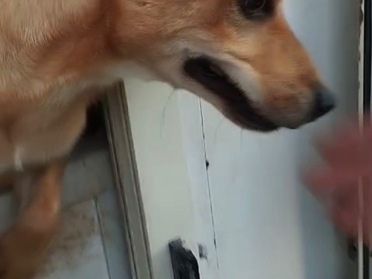 Foto dell'animale