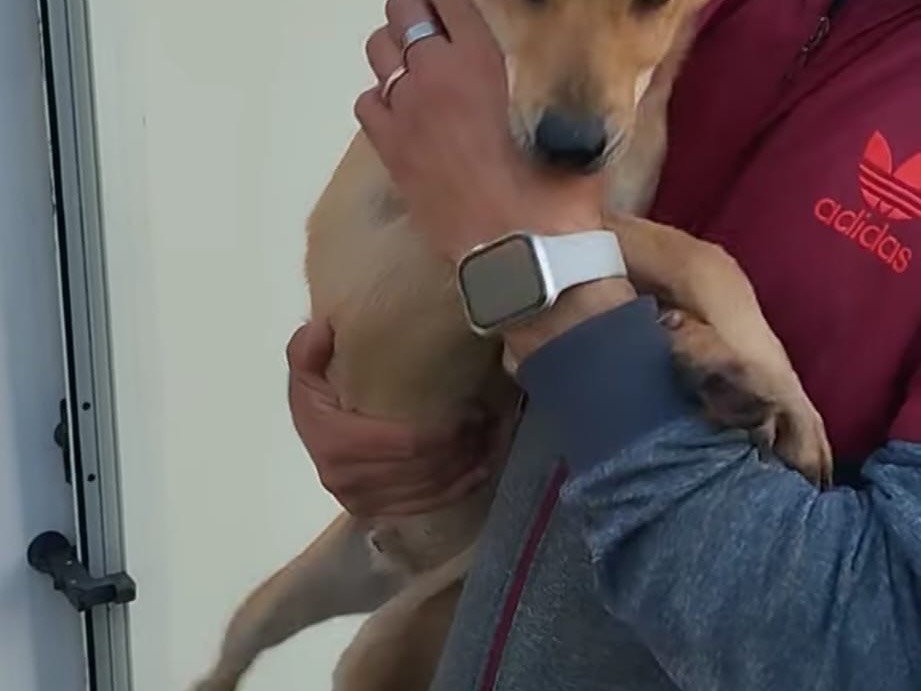 Adotta un cane, maschio, 2 anni  e 5 mesi , Napoli