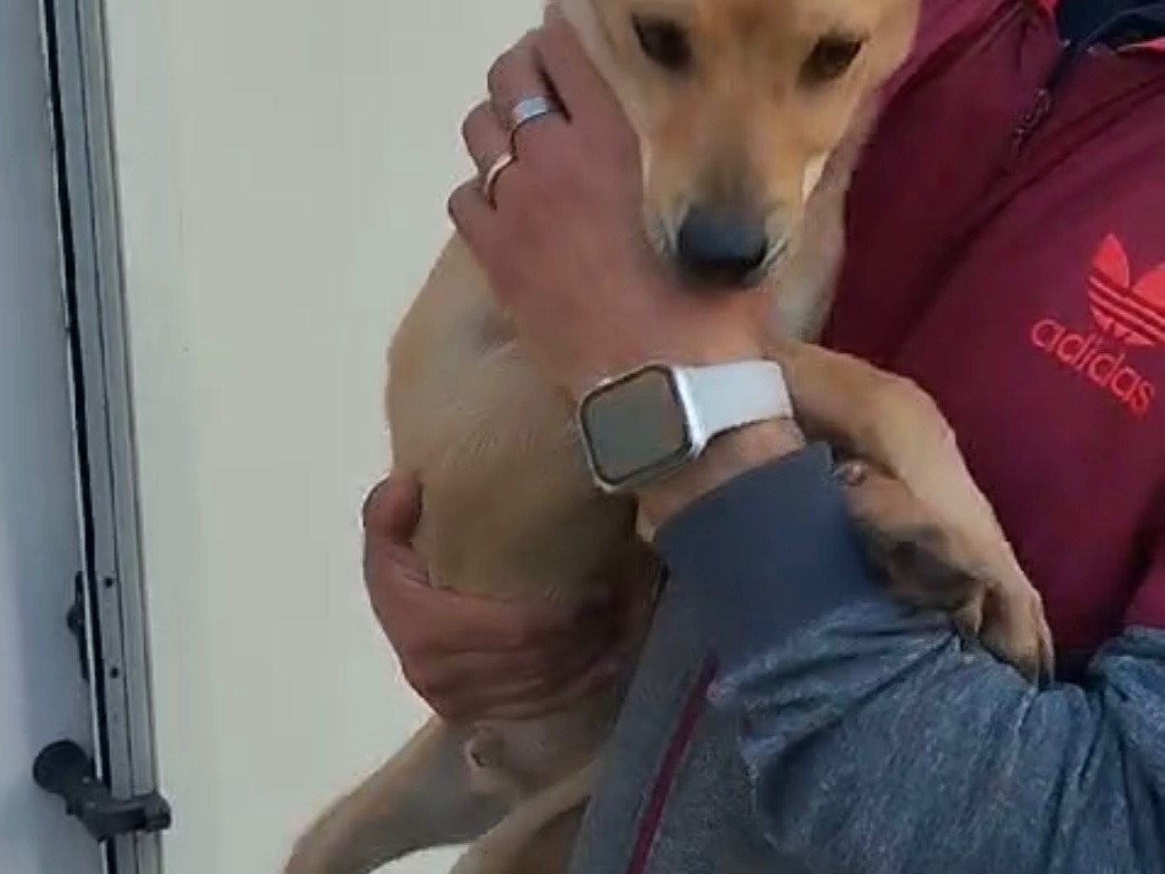 Adotta un cane, taglia piccola, maschio, Napoli