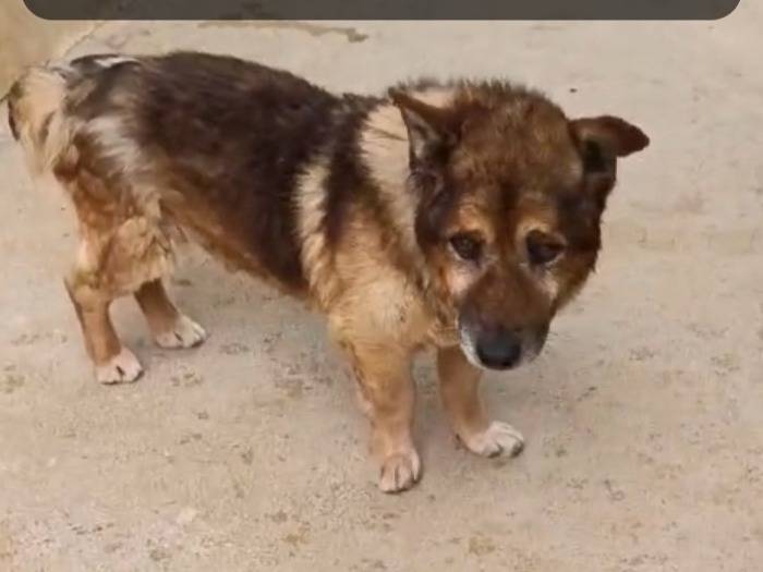 Adotta un cane, maschio, 9 anni  e 5 mesi , Caserta
