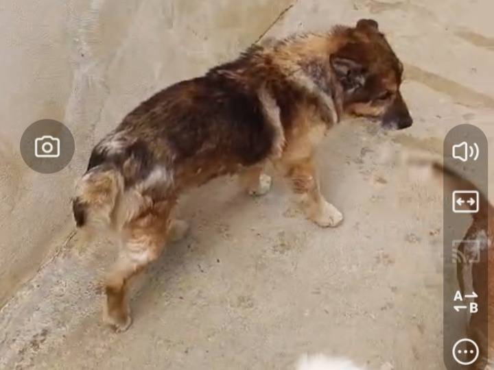 Adotta un cane, taglia piccola, maschio, Caserta