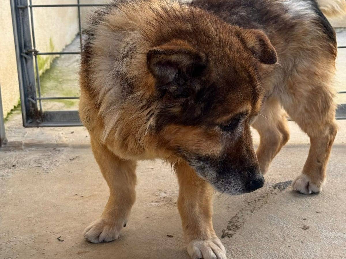 Adotta il cane Spruzzo  a Caserta