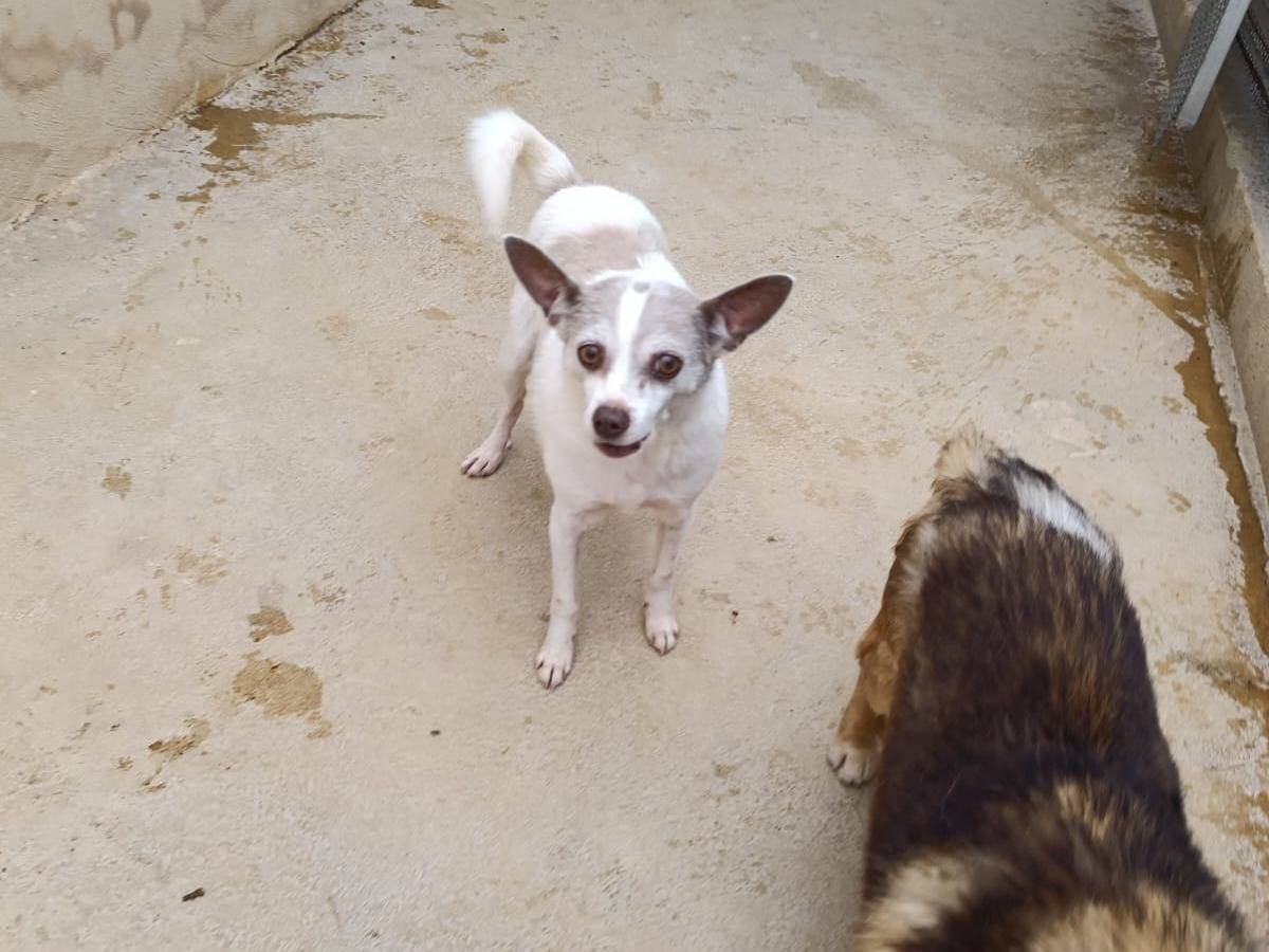 Adotta il cane Moreno a Caserta