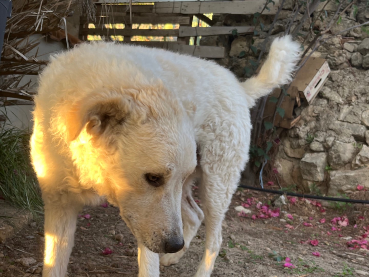 Adotta un cane, maschio, 1 anno, Enna