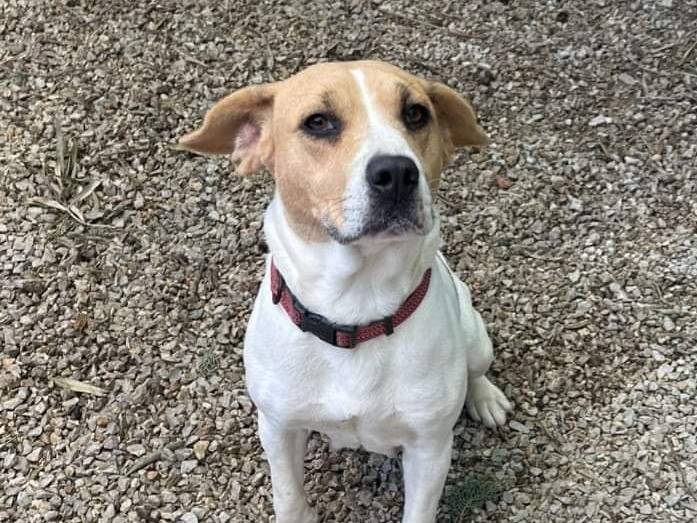Vuoi adottare un cane a Palermo?