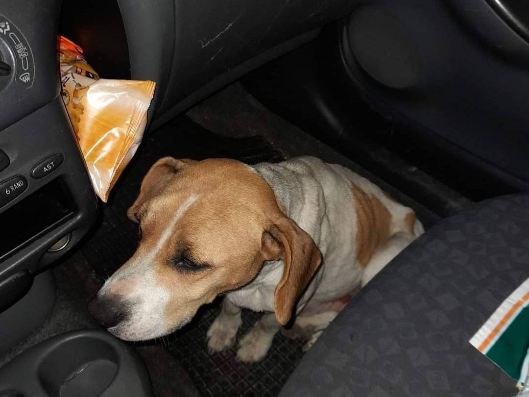 Adotta il cane Venera  a Palermo