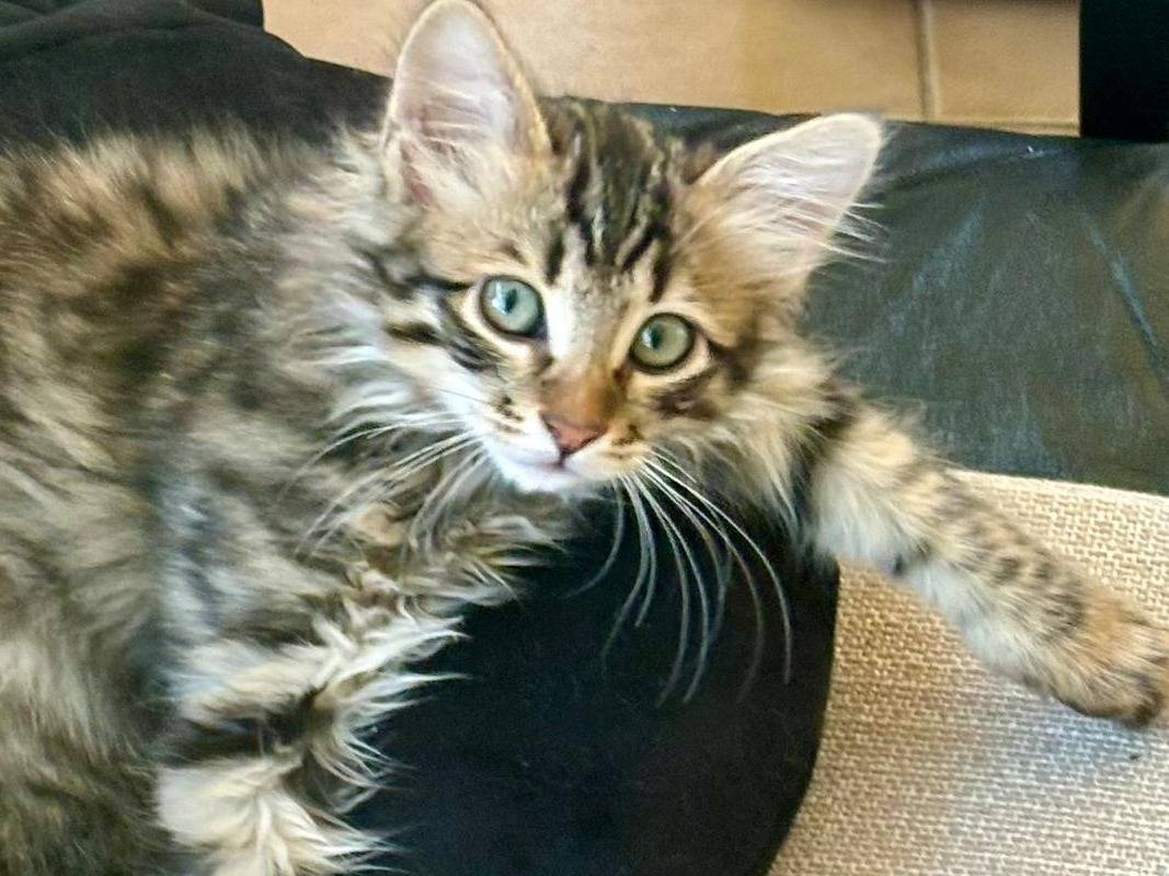 Adozione gatto, maschio, Razza sconosciuta Razza sconosciuta, 1 anno e 1 mese, taglia non valida, Bologna