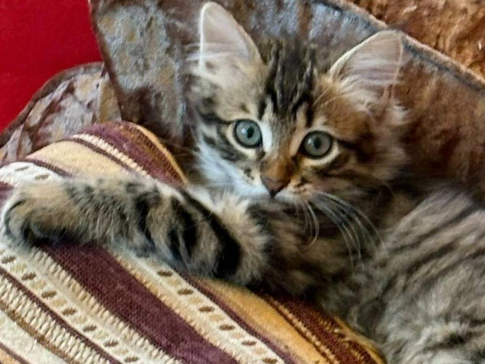 Adotta un gatto, maschio, 1 anno e 1 mese, Bologna