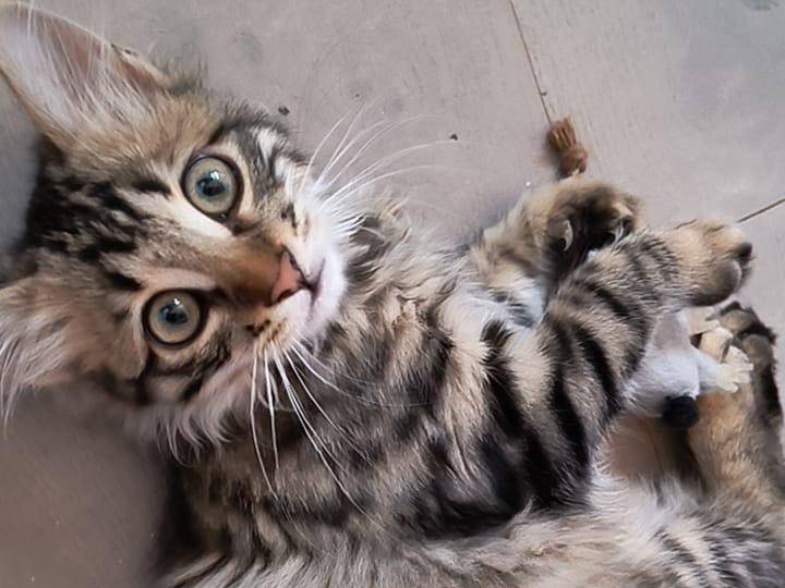 Vuoi adottare un gatto a Bologna?
